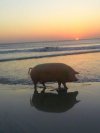 Poseł na plaży