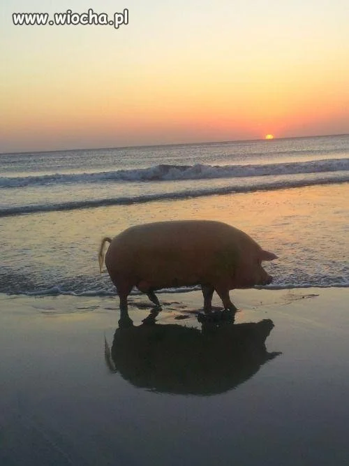 Poseł na plaży
