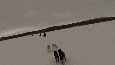 Pies stawia klocka w biegu 