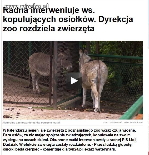 Nawet zwierzęta nie mogą się spokoje...