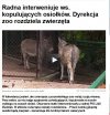 Nawet zwierzęta nie mogą się spokoje...
