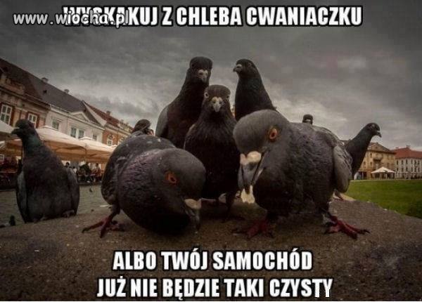 Krakowska Gangsta