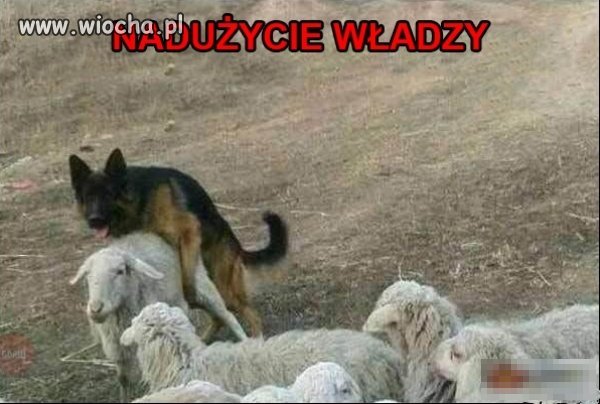 W końcu to owczarek
