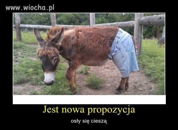 CIESZĄ SIĘ OSŁY NA TAKĄ PROPOZYCJĘ