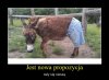 CIESZĄ SIĘ OSŁY NA TAKĄ PROPOZYCJĘ