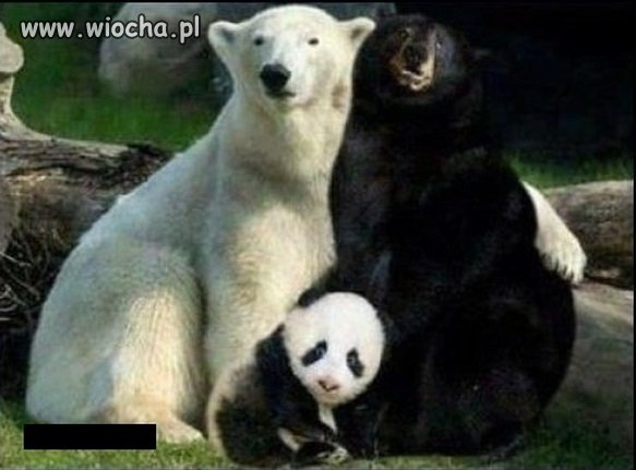 Wyjaśniła się sprawa pandy.