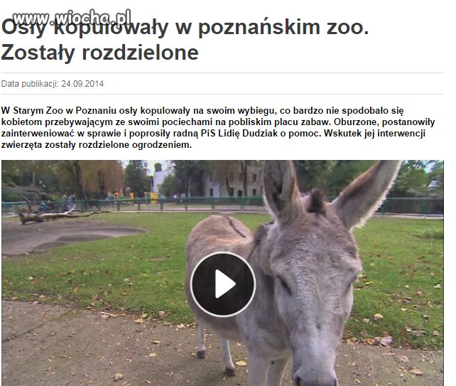 Biedny osioł już nie por*cha