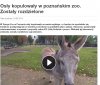Biedny osioł już nie por*cha