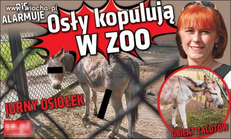 Naganne zachowanie osła, bulwersuje posłankę PiS