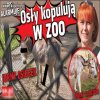Naganne zachowanie osła, bulwersuje posłankę PiS