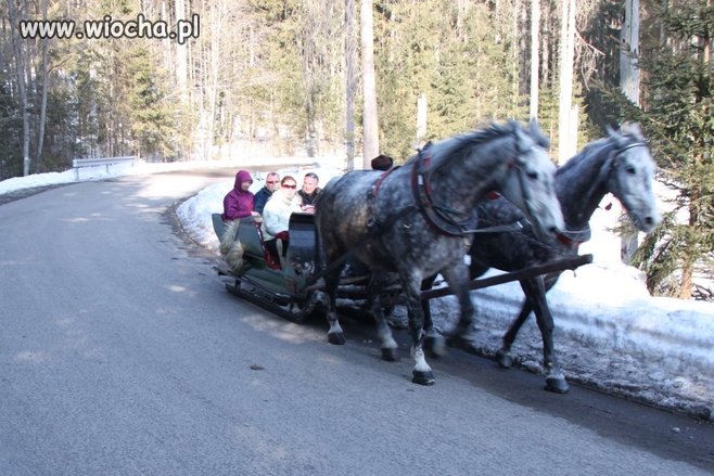 Górale tak "kochają" swoje konie że...