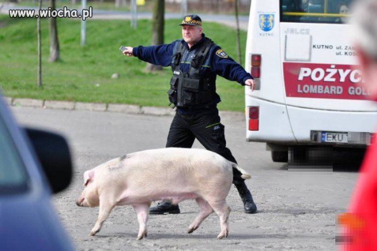 Straż Miejska...