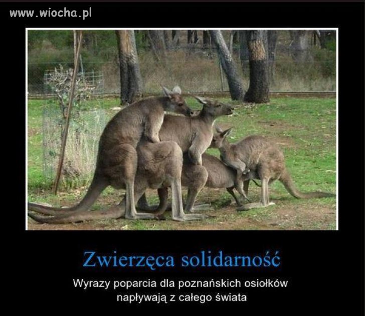 Potrzebna tu PISowska interwencja 
