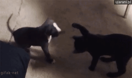 Fight!