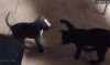 Fight!
