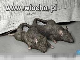 Gryzi ciapki