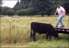 Rodeo