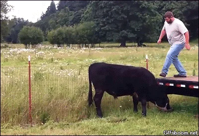 Rodeo