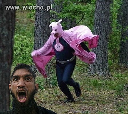 Super świnia atakuje