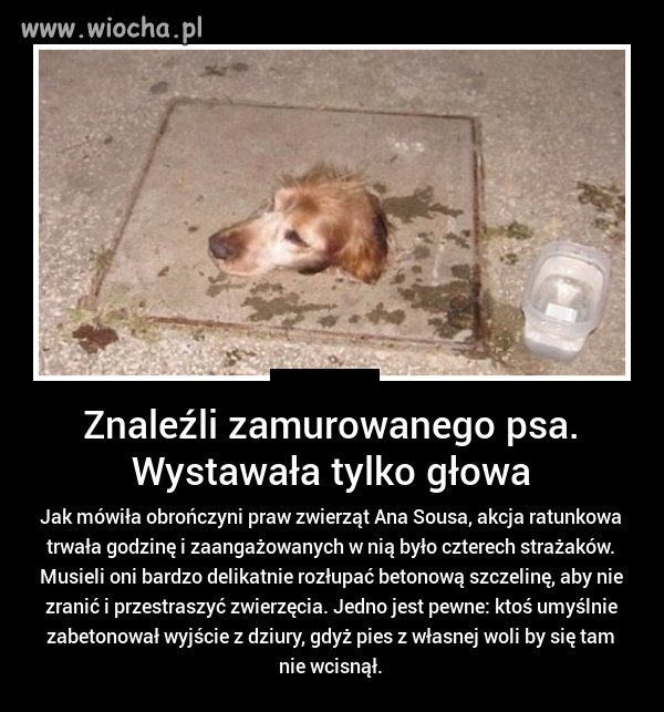 Złapać właściciela...