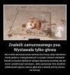 Złapać właściciela...