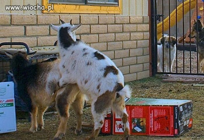 Uważajcie, ludzie z pis-u byli widziani w pobliżu.