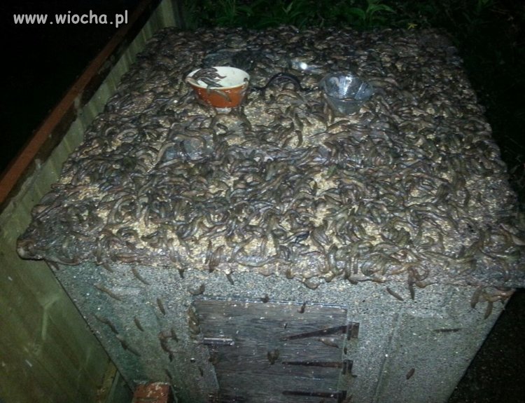 Ślimacza impreza