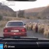 Wyrywanie laski: