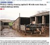 Teraz Unia będzie doić rolników