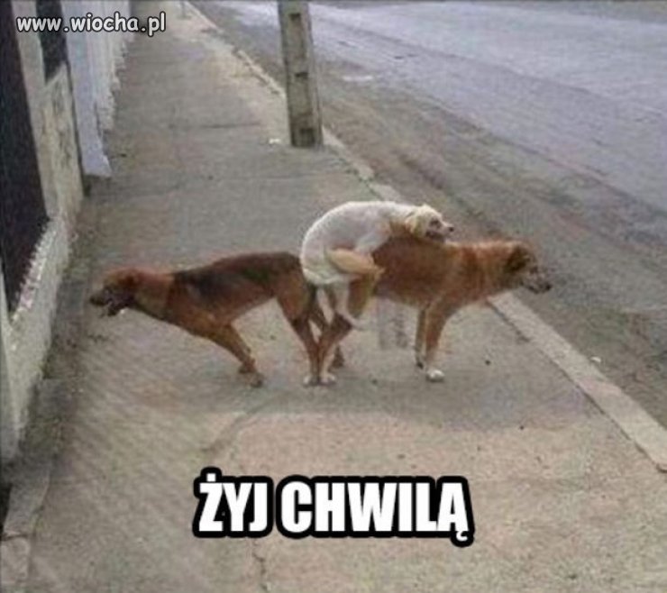 Biały akrobata.