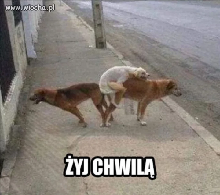 Biały akrobata.