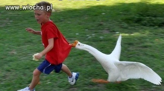Od tego czasu gęś...