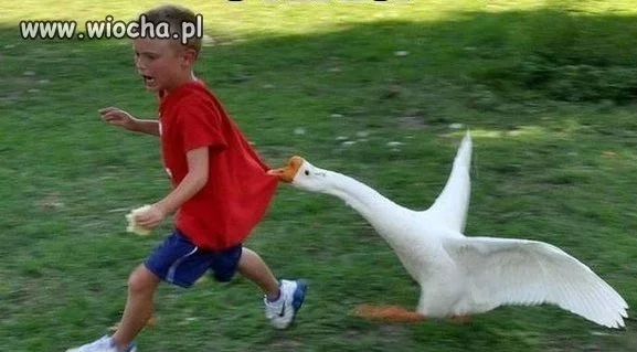 Od tego czasu gęś...