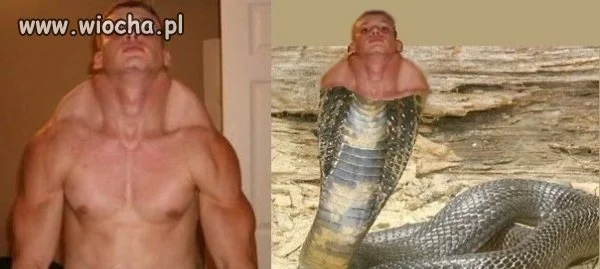 Kaptur jak kobry