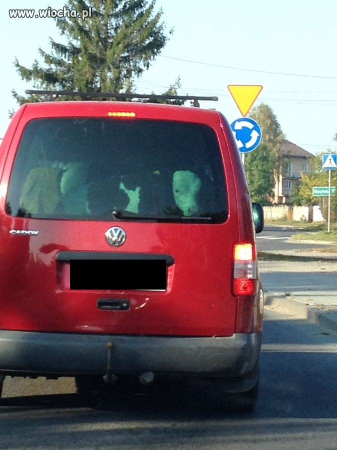 Polak potrafi !