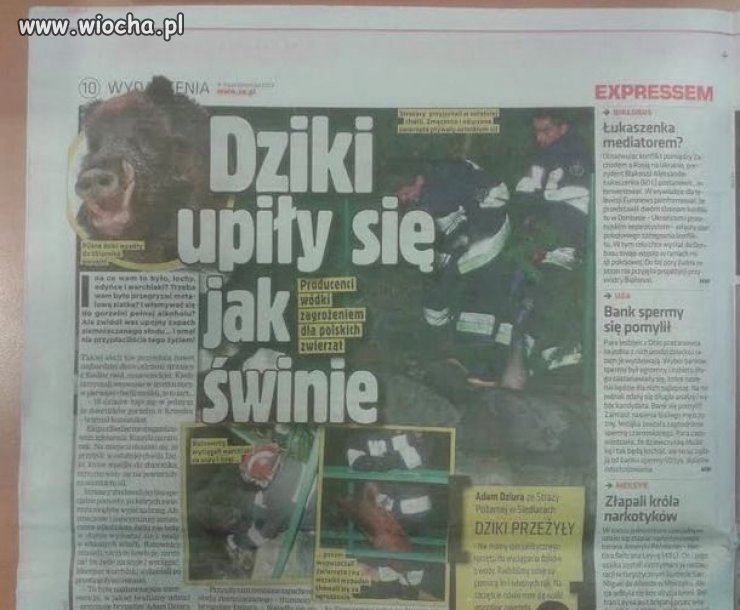 Dziki jak świnie.