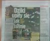 Dziki jak świnie.