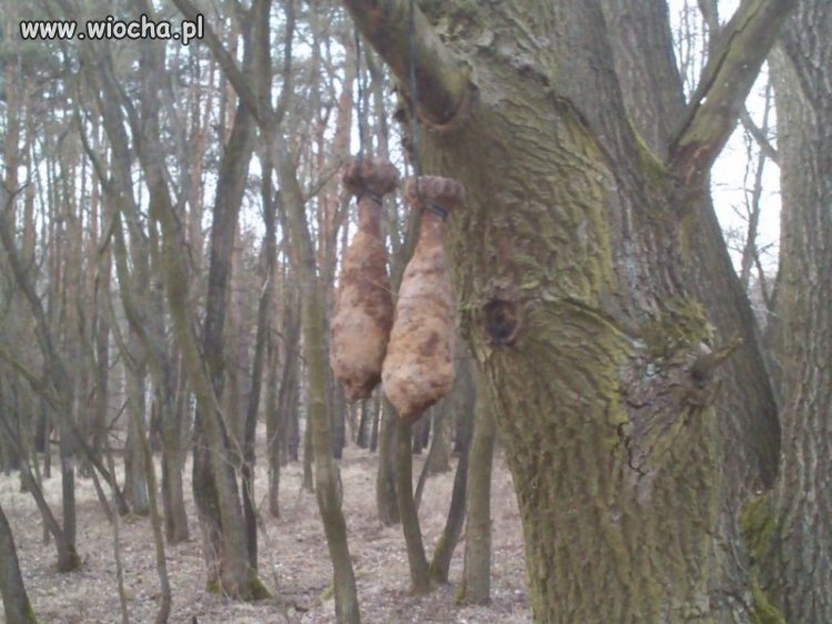 Głupota to mało powiedziane.