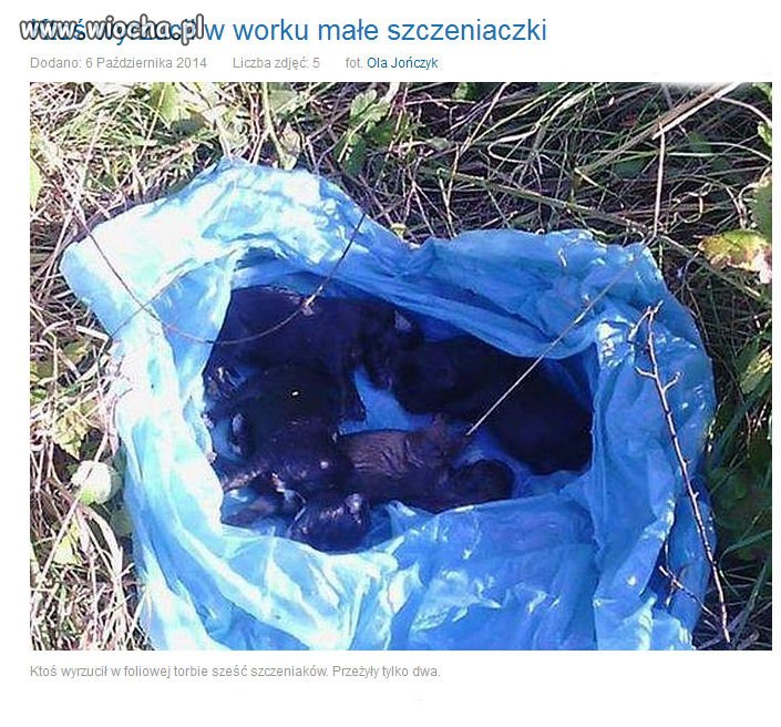 Ktoś wyrzucił w worku małe szczeniaczki...