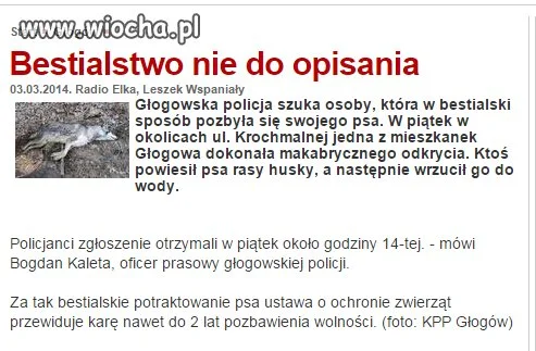 Powieszony pies w rzece