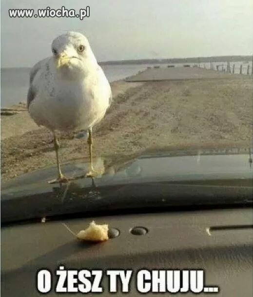 Ha ha ha ... no to ją załatwili