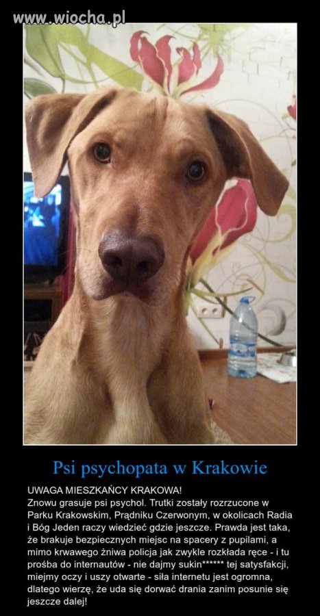 W Krakowie grasuje psychol który rozrzuca trutki na psy