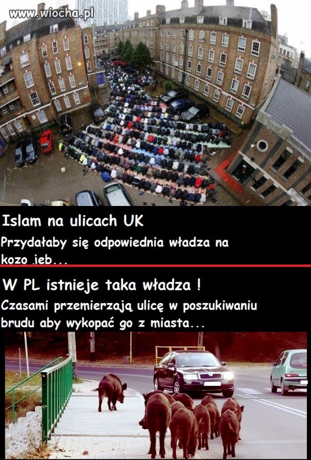 Jedynym bohaterem dla UK to Dzik!