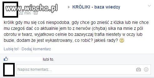 Królik sika mu z półobrotu
