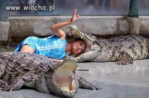 See You Later Alligator