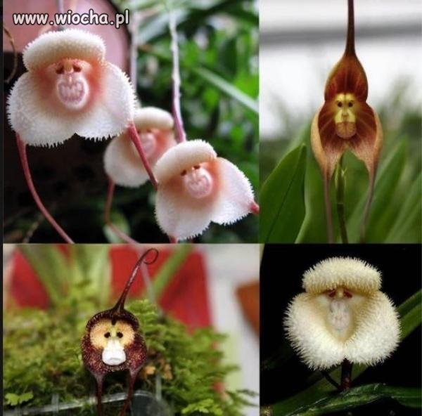 Małpie orchidee