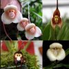 Małpie orchidee
