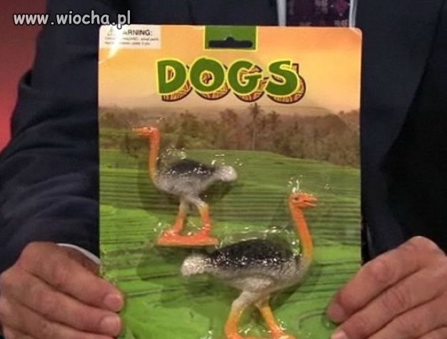 Takich psów jeszcze nie widziałem