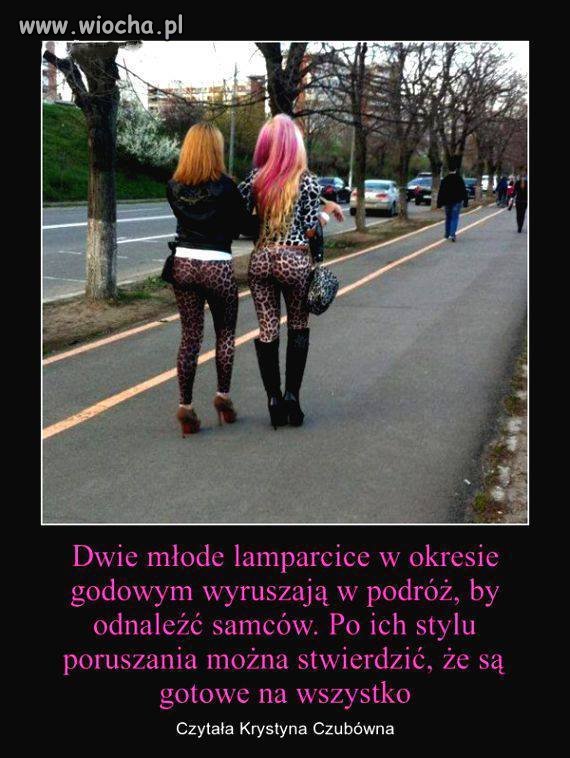 Polowanie...