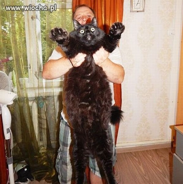 Kot gigant 
